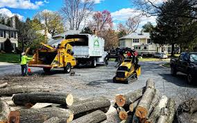  , USA Tree Removal and Landscaping Services Pros